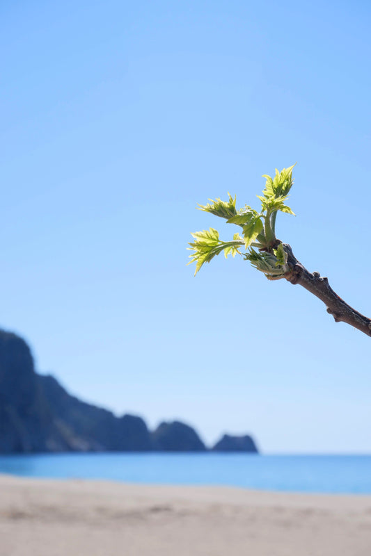 Beech Tree Bud is Nature’s Niacinamide: 7 benefits of our everlasting youth extract
