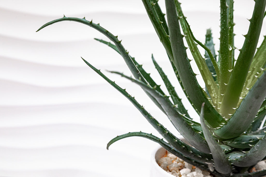 Aloe: The Plant of Immortality
