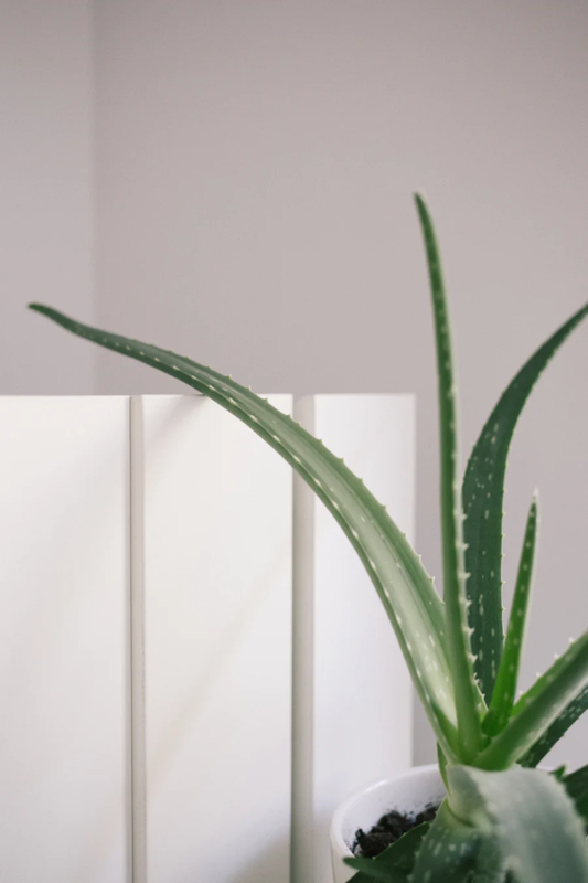 Why is Aloe a Miracle Plant?